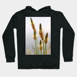 Wild Flower by Avril Thomas - photography Hoodie